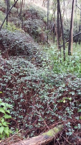 Rubus leucostachys — photo