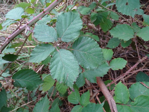 Rubus leucostachys