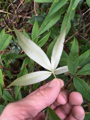 Rubus lineatus (Gempe aselu) — photo