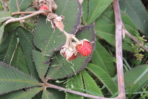 Rubus lineatus