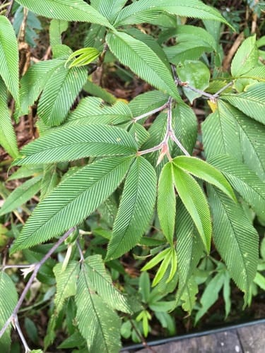 Rubus lineatus (Gempe aselu) — photo