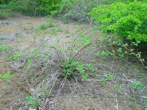 Rubus loganobaccus (Loganberry) — photo