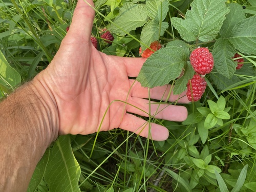 Rubus loganobaccus