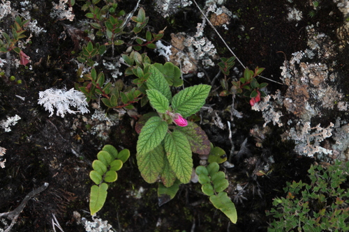 Rubus loxensis