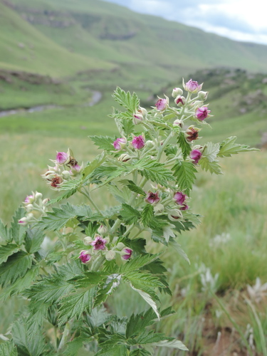 Rubus ludwigii (Silver bramble) — photo