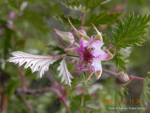 Rubus ludwigii