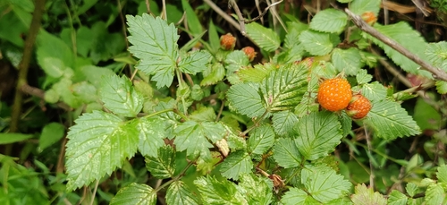 Rubus macilentus