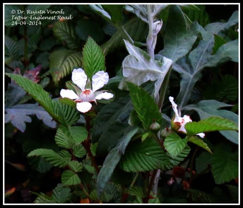 Rubus macilentus (Jogi ainselu) — photo