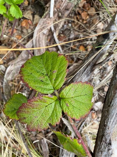 Rubus macraei — photo