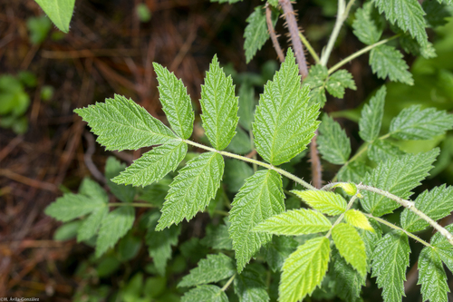 Rubus macvaughianus — photo