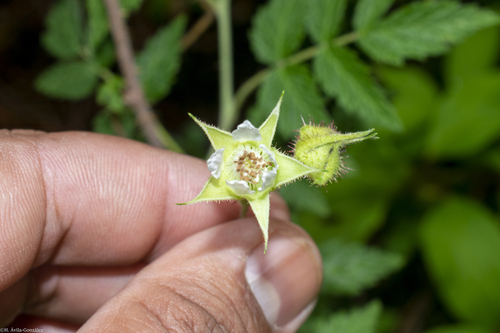 Rubus macvaughianus — photo