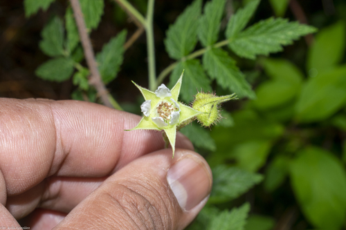 Rubus macvaughianus