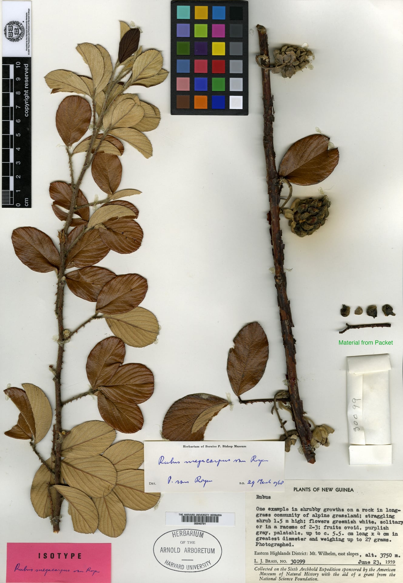 Rubus megacarpus