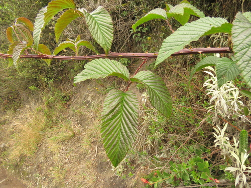 Rubus megalococcus — photo