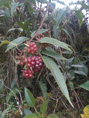 Rubus megalococcus