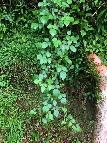 Rubus mesogaeus (Shade-loving blackberry) — photo