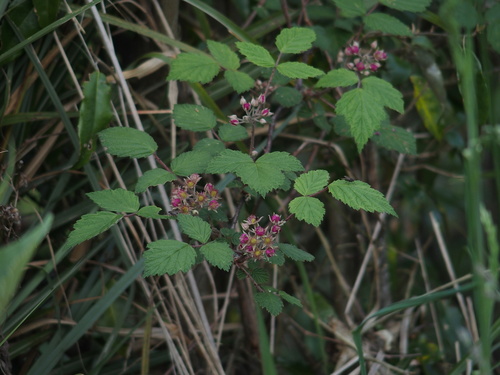 Rubus mesogaeus (Shade-loving blackberry) — photo