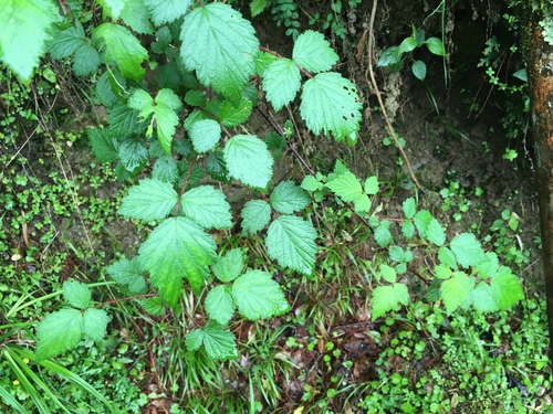 Rubus mesogaeus