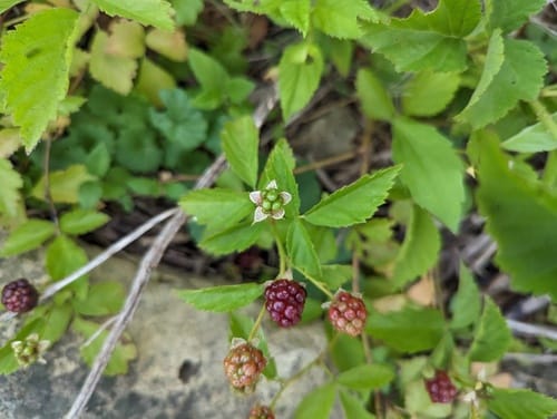 Rubus michiganensis (Michigan Dewberry) — photo