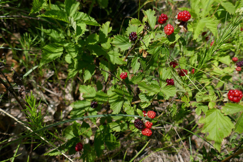 Rubus michiganensis