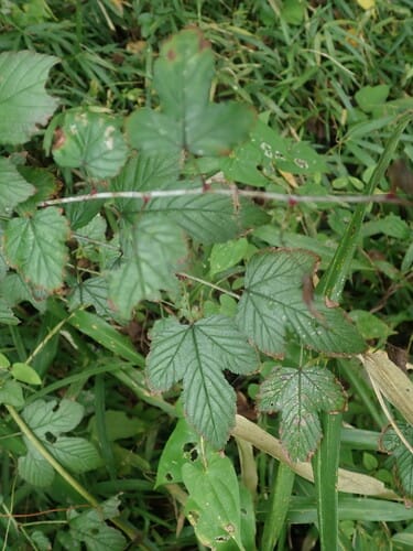 Rubus microphyllus (Hsuan Kou Tzu) — photo