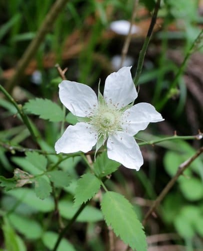 Rubus minusculus — photo