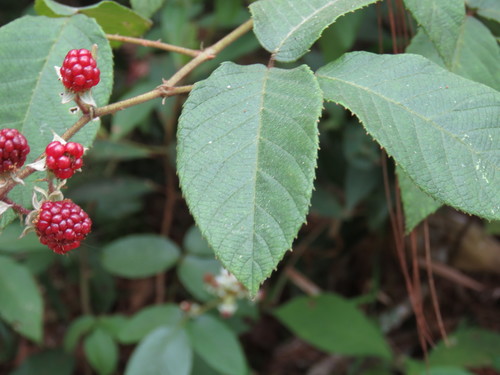 Rubus miser — photo