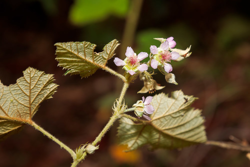 Rubus moluccanus (Molucca bramble) — photo