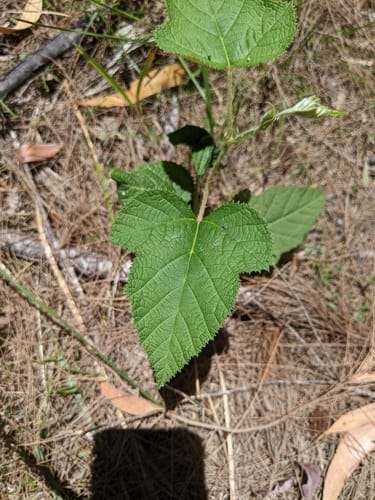 Rubus moluccanus var. austropacificus