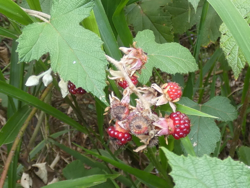Rubus moluccanus (Molucca bramble) — photo