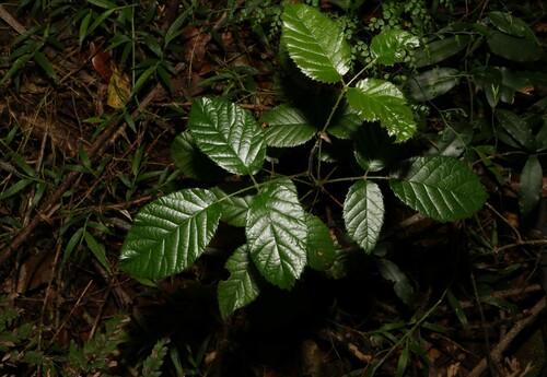 Rubus moorei (Native raspberry) — photo
