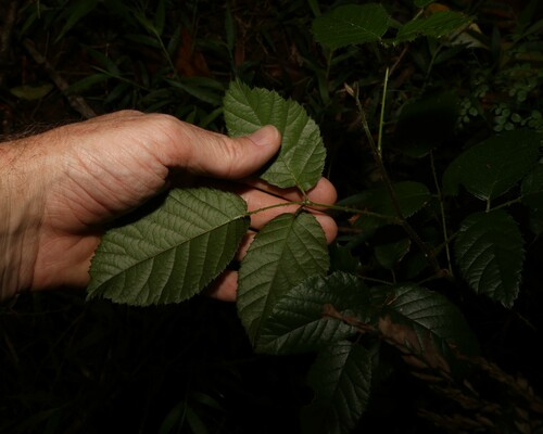 Rubus moorei (Native raspberry) — photo