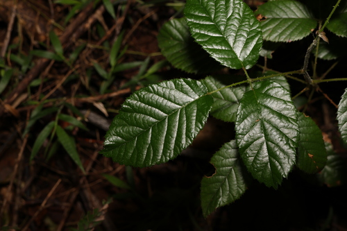 Rubus moorei