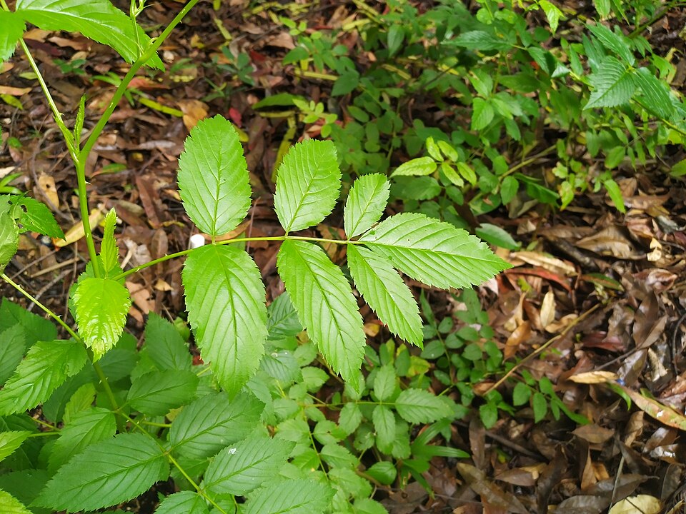 Rubus muelleri — photo