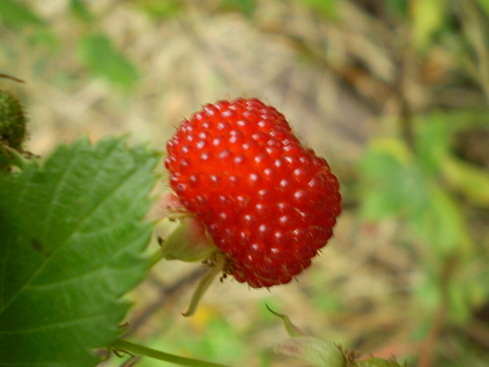 Rubus muelleri
