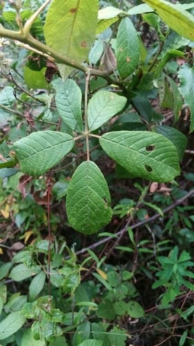 Rubus myrianthus — photo