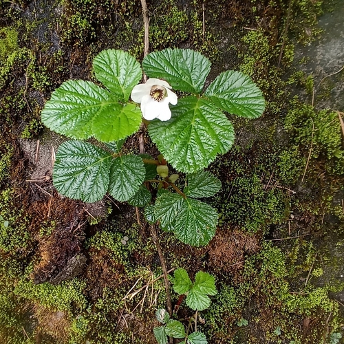 Rubus nepalensis (Nepalese raspberry) — photo