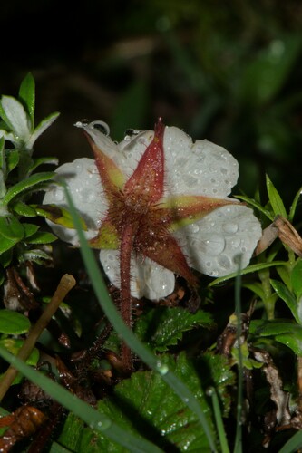 Rubus nepalensis (Nepalese raspberry) — photo