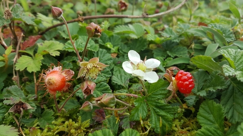 Rubus nepalensis
