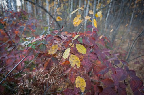 Rubus nessensis — photo