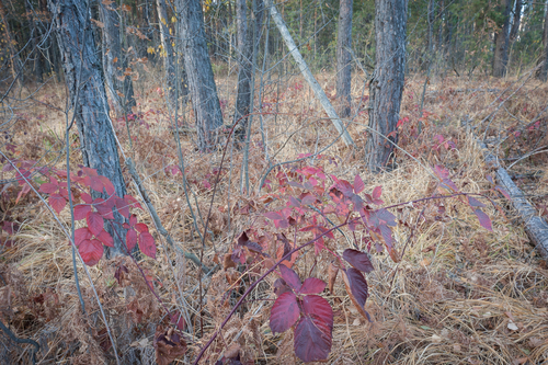 Rubus nessensis — photo