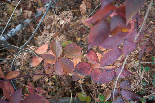 Rubus nessensis