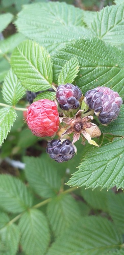 Rubus niveus (Mysore Black raspberry) — photo