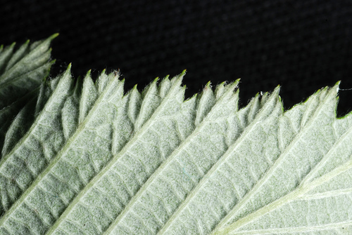 Rubus niveus (Mysore Black raspberry) — photo