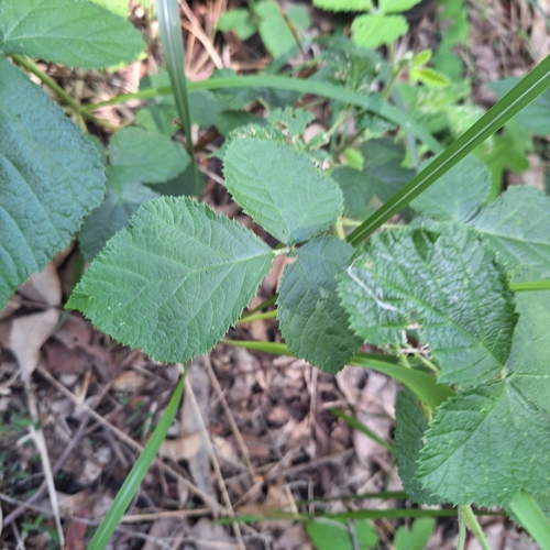 Rubus novae-cambriae (Bush lawyers) — photo
