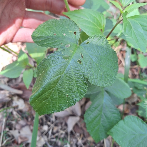 Rubus novae-cambriae (Bush lawyers) — photo