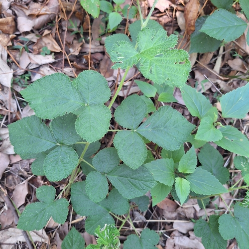 Rubus novae-cambriae