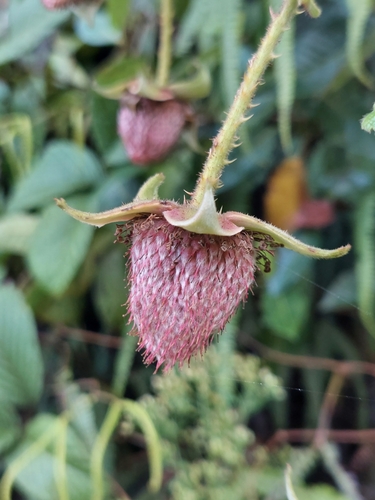 Rubus nubigenus (Giant Colombian blackberry) — photo