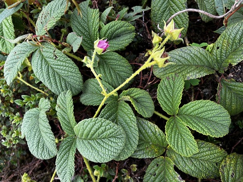 Rubus nubigenus (Giant Colombian blackberry) — photo