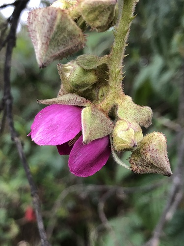 Rubus nubigenus